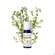 Aetherische Oele Puressentiel/bio Thymian 5ml, A-Nr.: 4934165 - 07