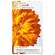 Weleda Calendula Wundschutzcreme 30ml, A-Nr.: 5190910 - 07