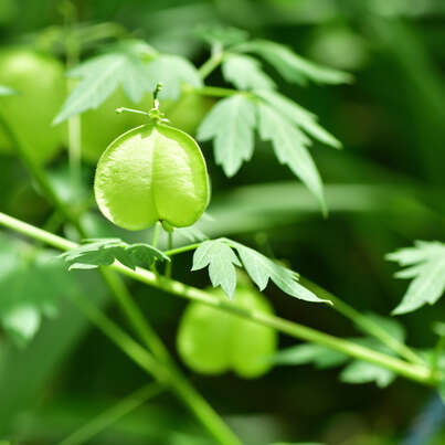 Sie sehen eine Packung RAUSCH Herzsamen SENSITIVE-SPÜLUNG, Produktbild: 02 RAUSCH Herzsamen SENSITIVE-SPÜLUNG, A-Nr.: 3865723 - 02
