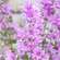 Sie sehen eine Packung RAUSCH Malven BODY LOTION, Produktbild: 03 RAUSCH Malven BODY LOTION, A-Nr.: 4948517 - 03