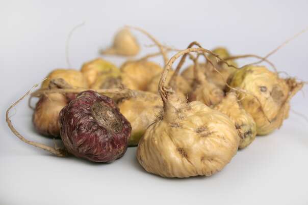 Bio Maca Kapseln mit natürlichem Vitamin C der Acerolkirsche, 100 Stück, A-Nr.: 5450742 - 04