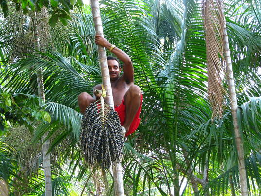 Sie sehen eine Packung BIO Acai Fruchtpulver aus Brasilien, 100% pur, der natürliche Zellschutz, 80g, Produktbild: 03 BIO Acai Fruchtpulver aus Brasilien, 100% pur, der natürliche Zellschutz, 80g, A-Nr.: 5228972 - 03